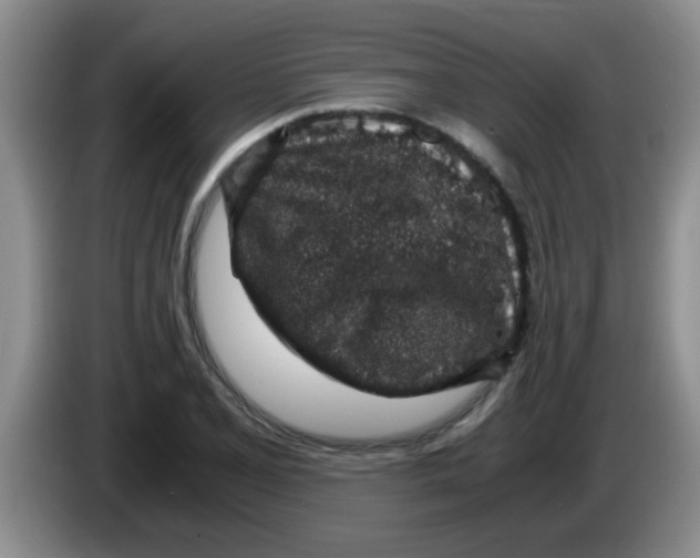 X0000083581077200703091653