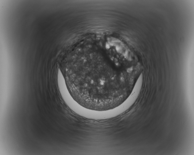 X0000083581106200703091652