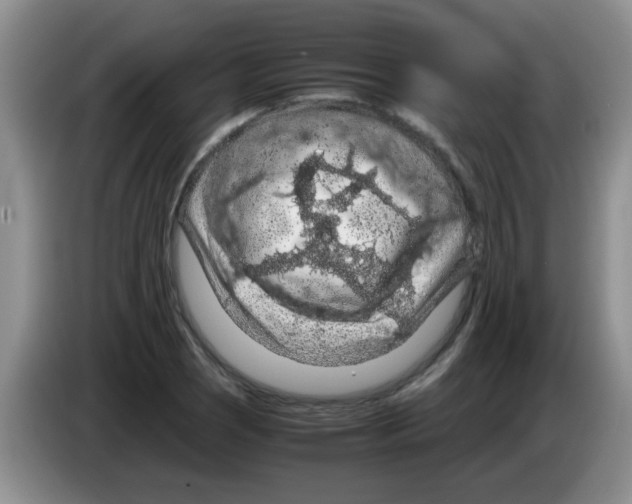 X0000083581121200703091653