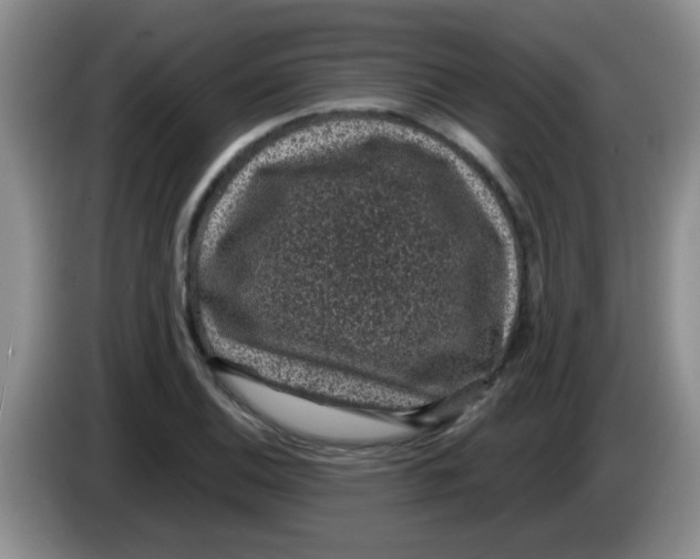 X0000083581124200703091653