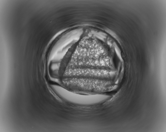 X0000083581127200703091653