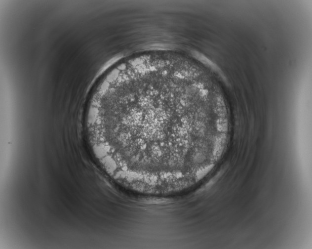 X0000083581170200703091652