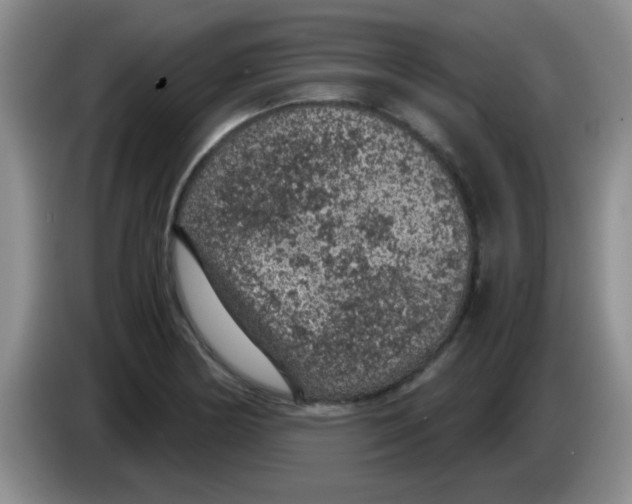 X0000083581178200703091652