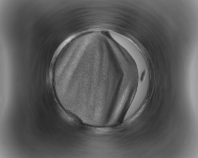X0000083581196200703091652