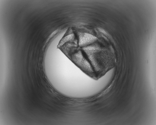 X0000083581210200703091651