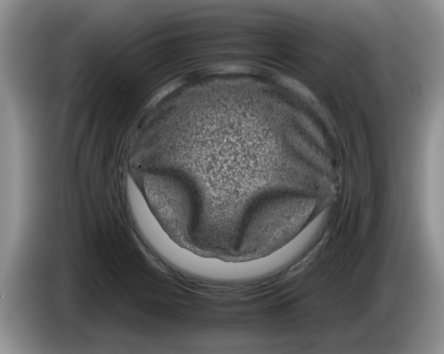 X0000083581225200703091651