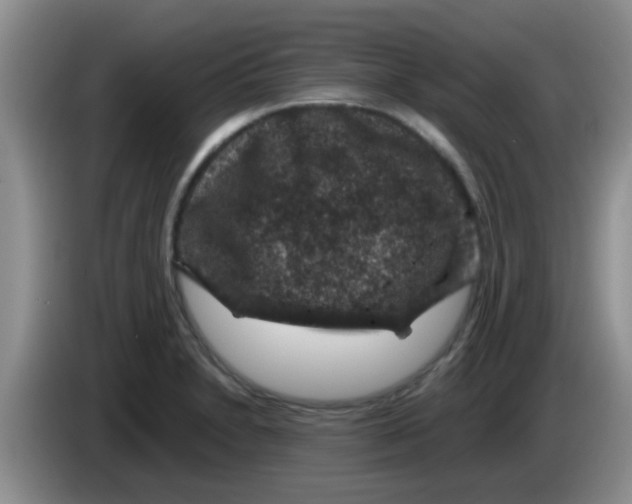 X0000083581230200703091651