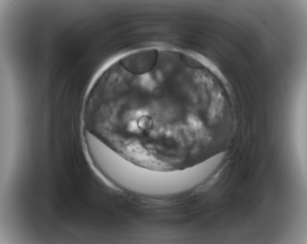 X0000083581239200703091652