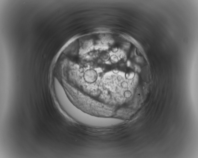 X0000083581243200703091652