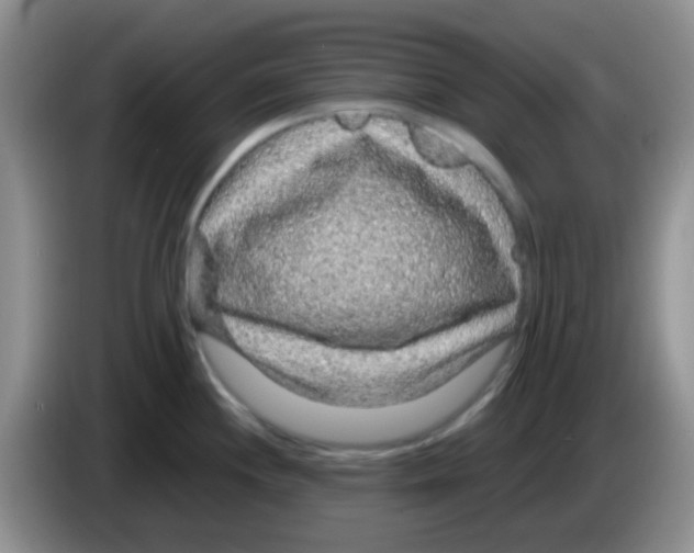 X0000083581244200703091652