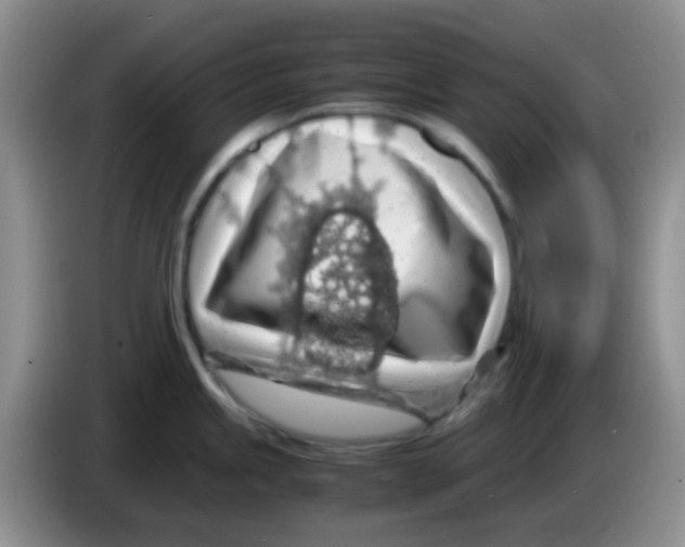 X0000083581245200703091652