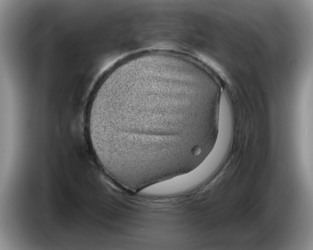 X0000083581264200703091651