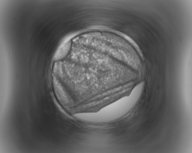 X0000083581295200703091650