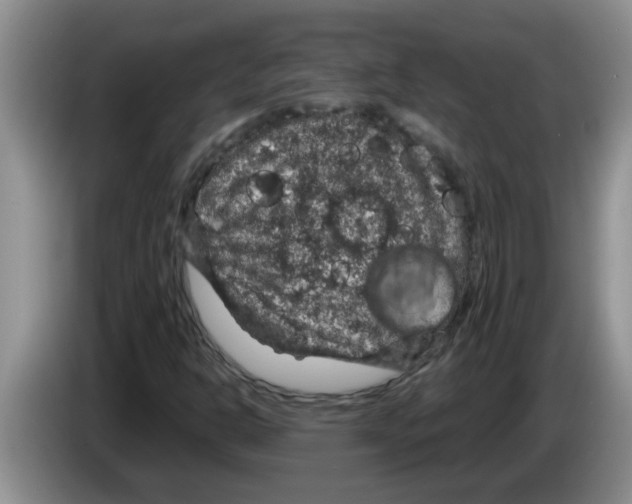 X0000083581302200703091650