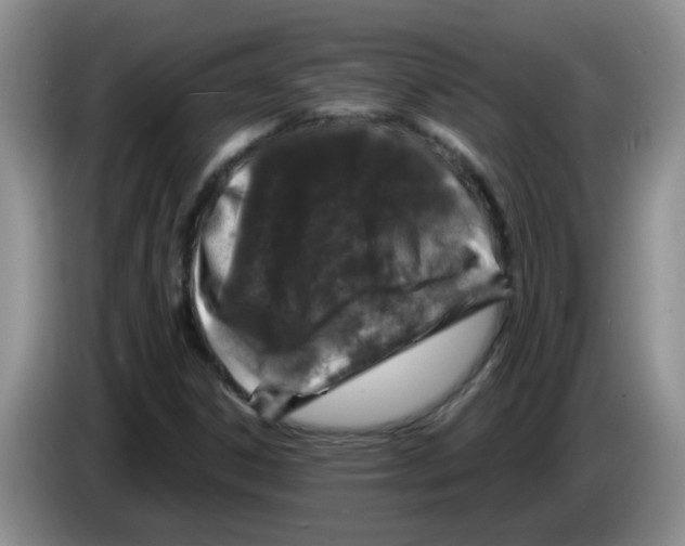 X0000083581306200703091650
