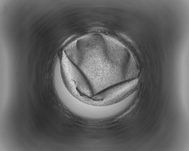 X0000083581313200703091650