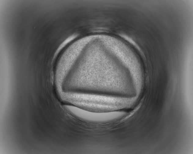 X0000083581317200703091650
