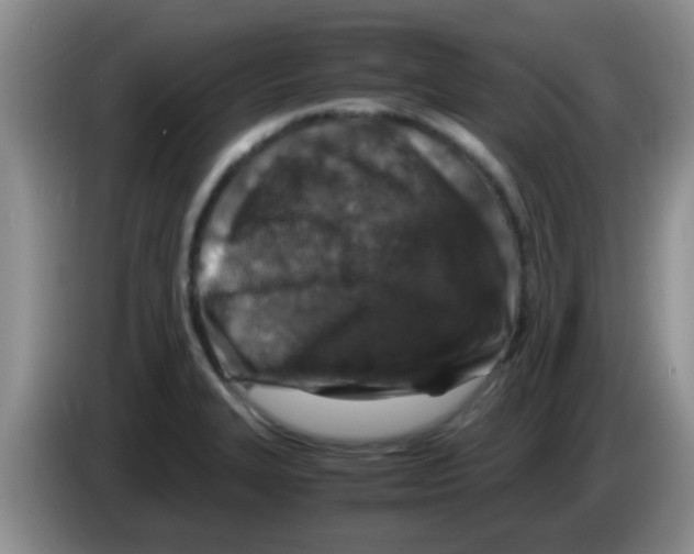 X0000083581327200703091650