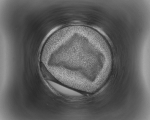X0000083581333200703091650