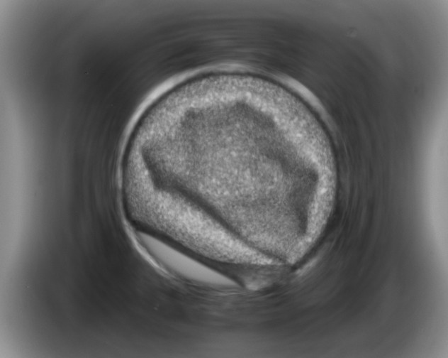 X0000083581335200703091650