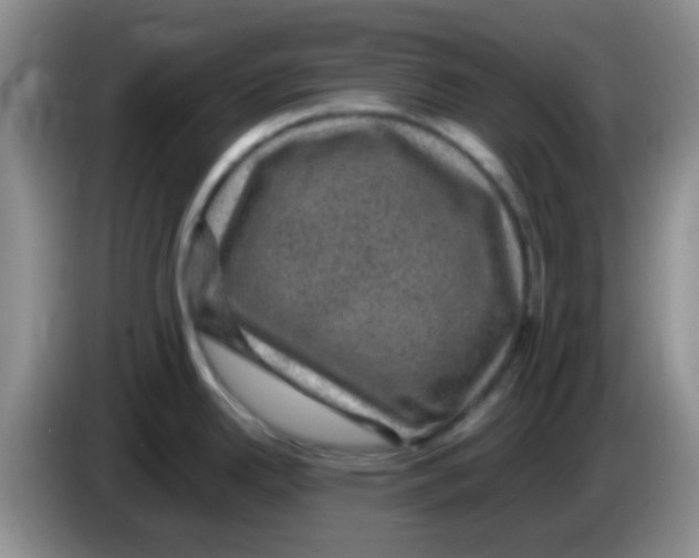 X0000083581342200703091650