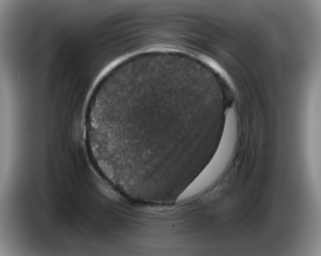 X0000083581372200703091649