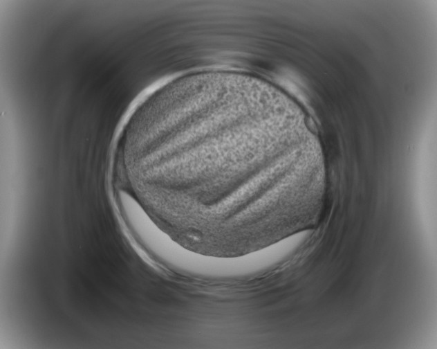 X0000083581379200703091649