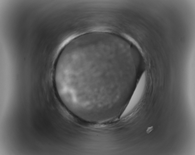 X0000083581463200703091648