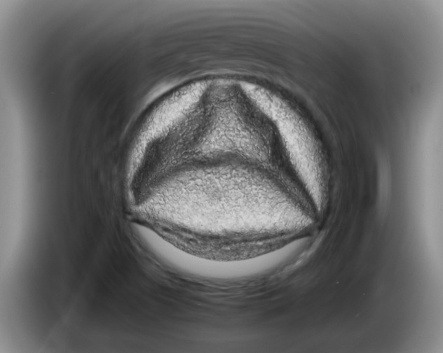 X0000083581505200703091647