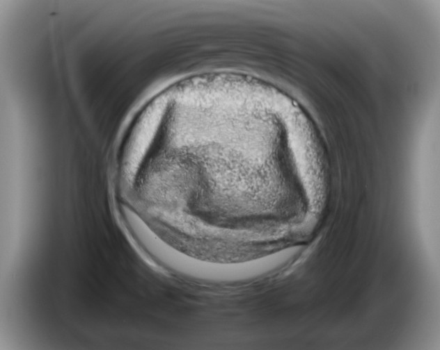 X0000083581525200703091648