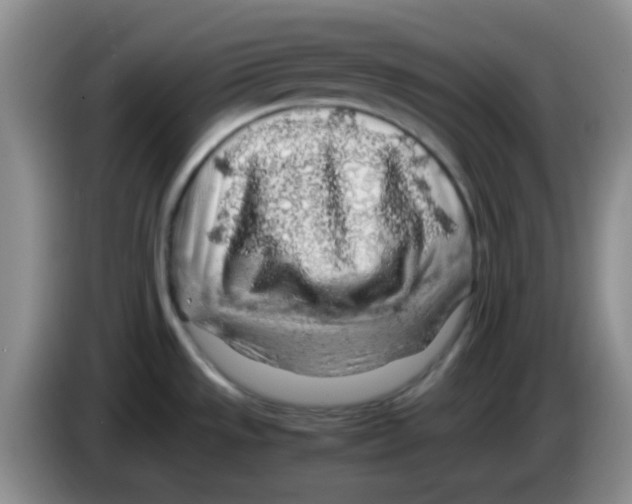 X0000083581533200703091648