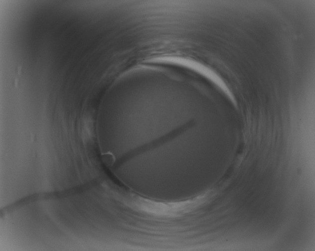 X0000083590035200702091205