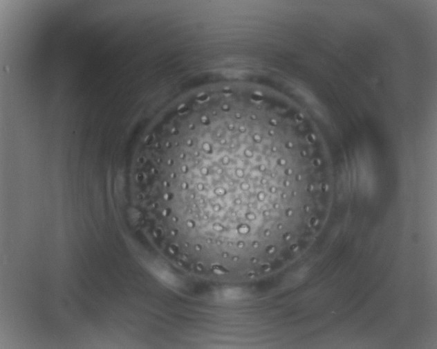 X0000083590365200702091159