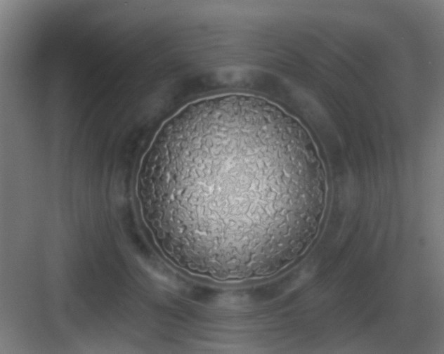 X0000083590606200702091155