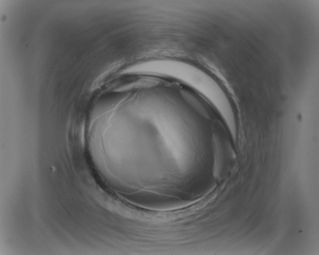 X0000083590019200702162155