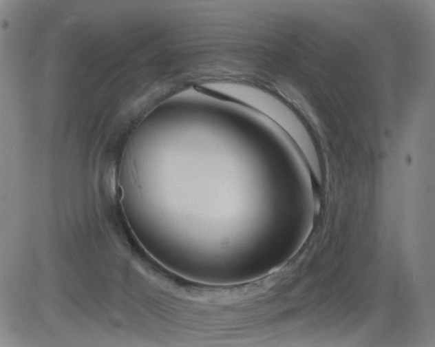 X0000083590021200702162155