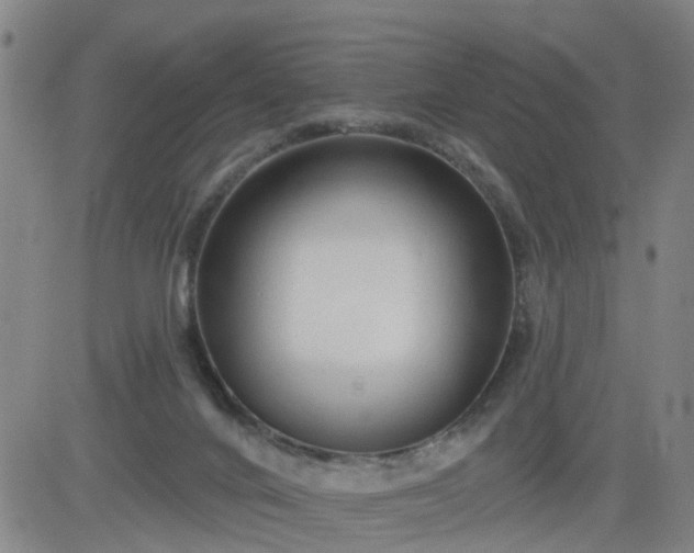 X0000083590024200702162155