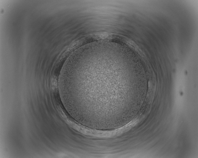 X0000083590048200702162154