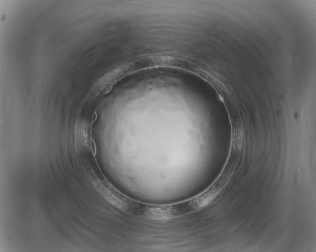 X0000083590238200702162151