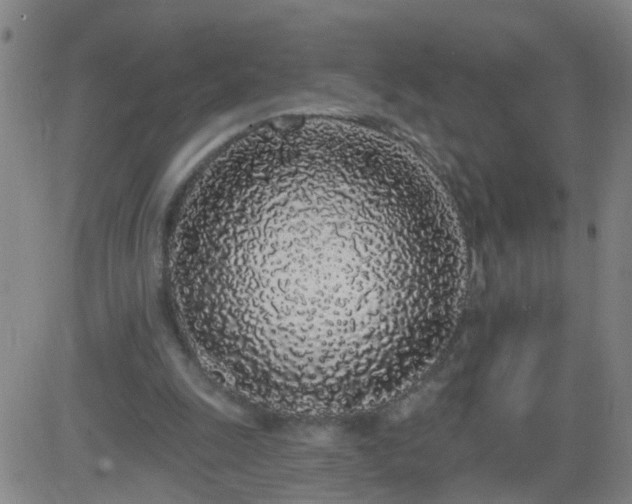 X0000083590247200702162150