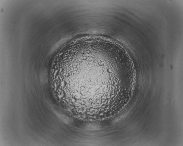 X0000083590303200702162150