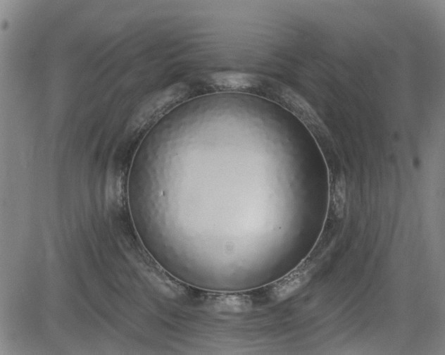 X0000083590330200702162150
