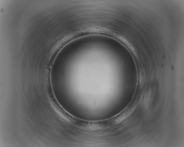 X0000083590445200702162147