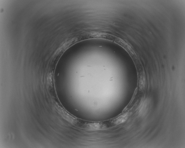 X0000083590473200702162148