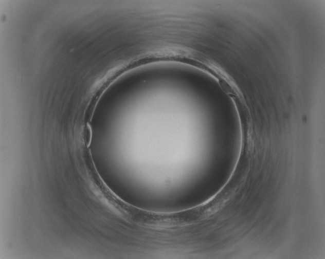 X0000083590485200702162147