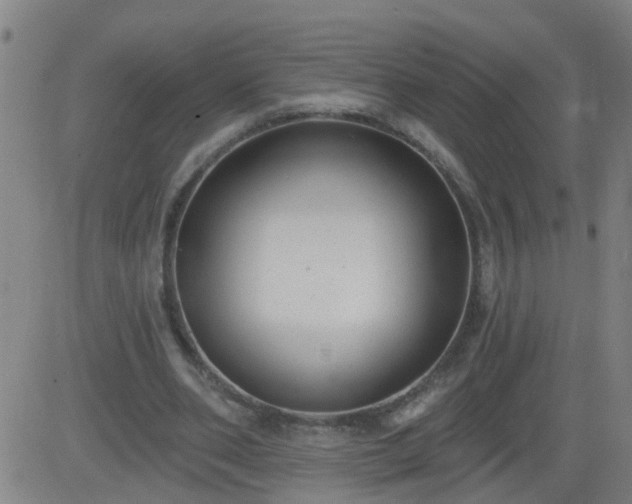 X0000083590486200702162147