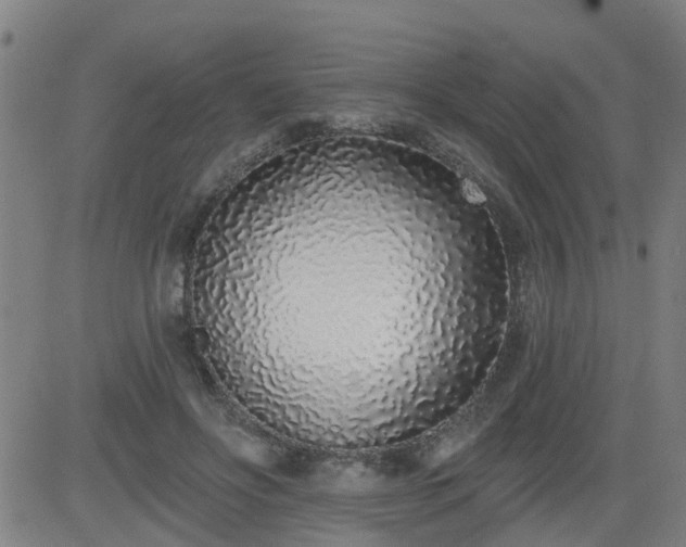 X0000083590502200702162147