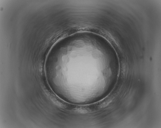 X0000083590545200702162146
