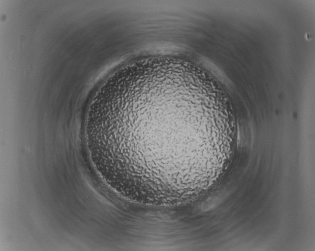 X0000083590627200702162144