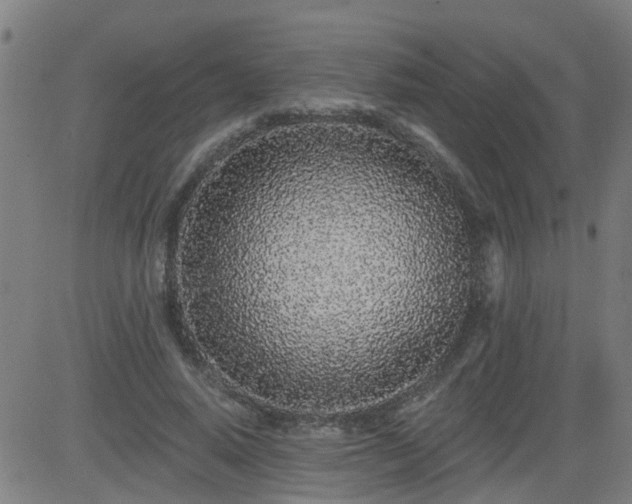 X0000083590640200702162144